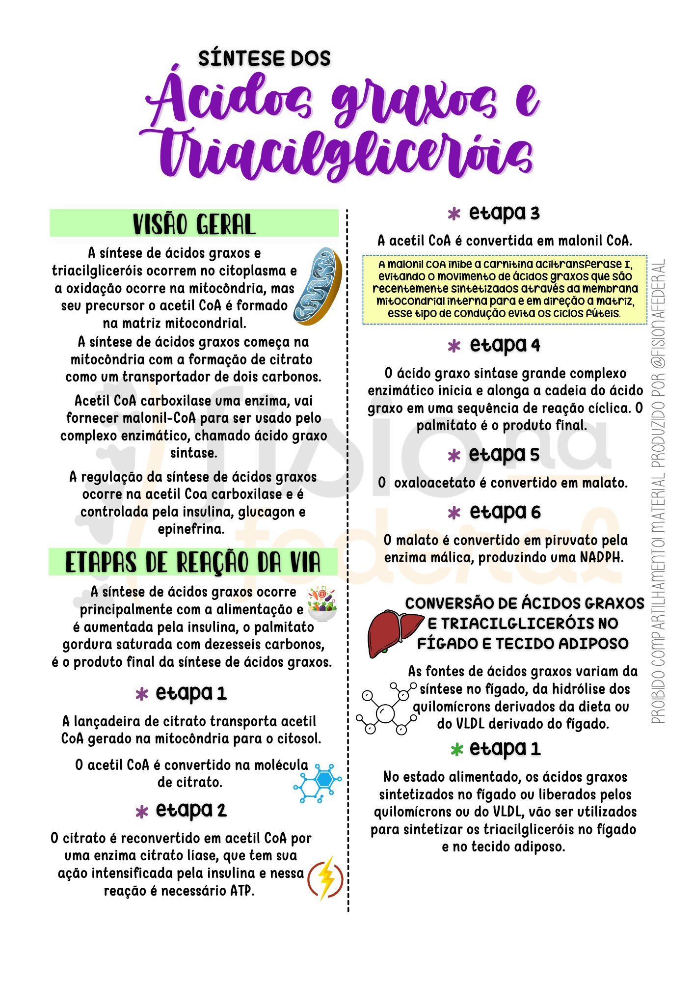 Página de Síntese de Ácido Graxo e Triacilglicerol